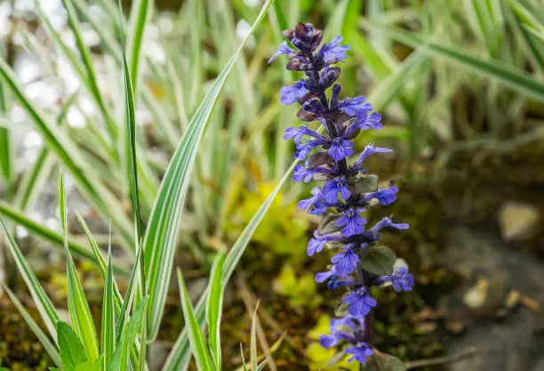 Blue flowers of Ajuga reptans Atropurpurea with purple leaves against Phalaris arundinacea, known as reed canary grass near garden pond. Nature concept for design. Selective focus