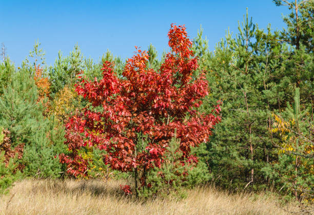 istock tree with bright red leaves in the autumn forest 1265087898
