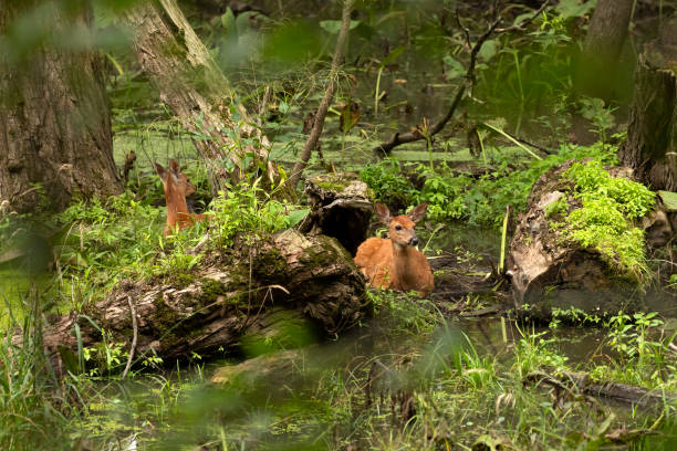 istock White -tailed deer,fawns in the marsh. 1265088915