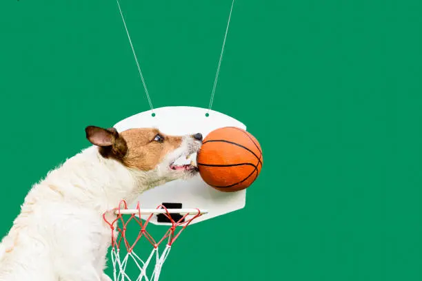 Photo of Humorus concept of success and winning in basketball with funny jumping dog blocking ball from goal on solid color background