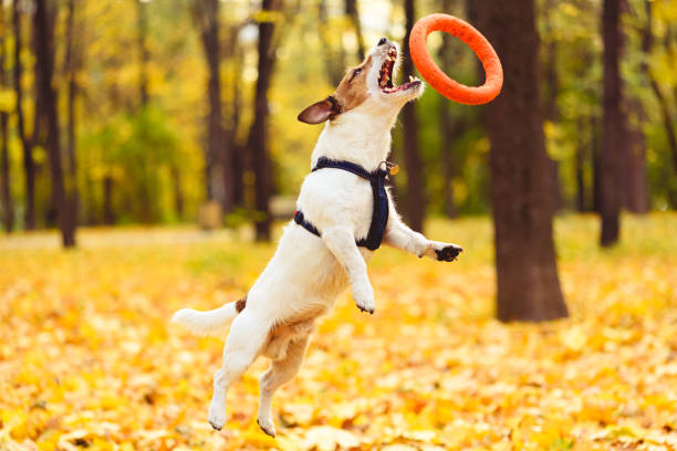 pies skacze wysoko, aby złapać zabawkę na świeżym powietrzu w parku w ciepły październikowy jesienny dzień - puppy dog toy outdoors zdjęcia i obrazy z banku zdjęć