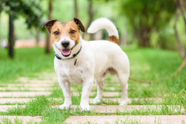 istock Happy cute pet dog looking into camera walking in park 1265090272