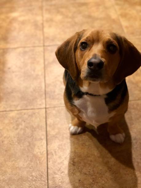 istock Beagle puppy portrait 1265091910
