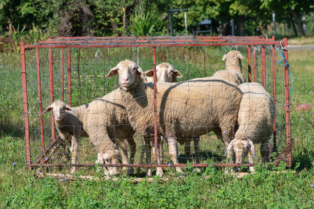 istock Group of sheep in sheepfold. Sheep graze on the grass 1265091974