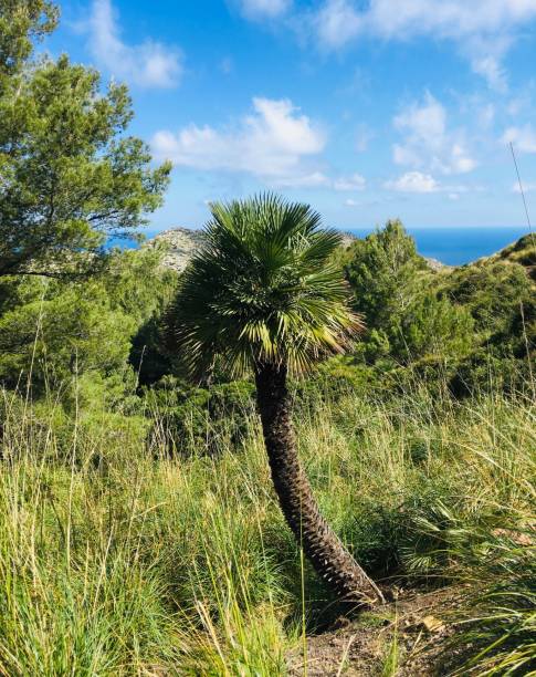 istock Palm tree, green grass and the sea 1265094144