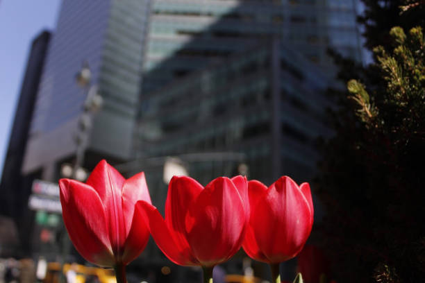 istock Red Flower City 1265095162