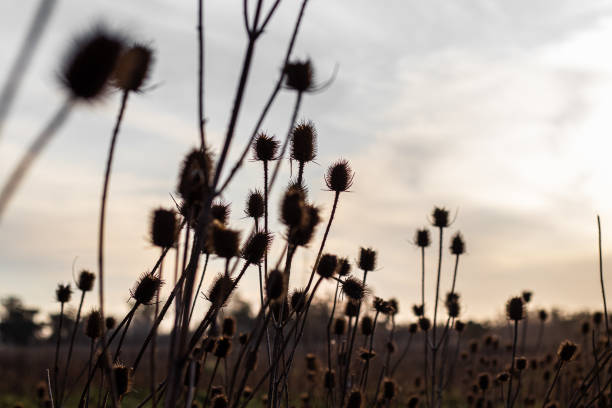 istock Sunset in a field in Argentina with thistles 1265096044