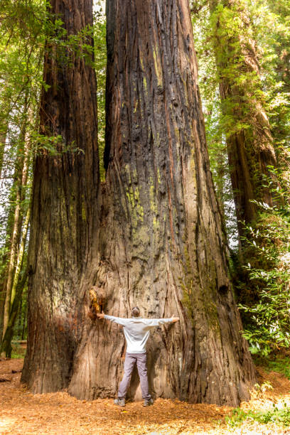 istock Man hugging a giant Sequoia tree in the Redwood Forest National Park 1265096172