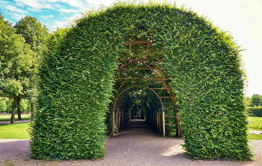 Entrance to the green garden tunnel in the public park.