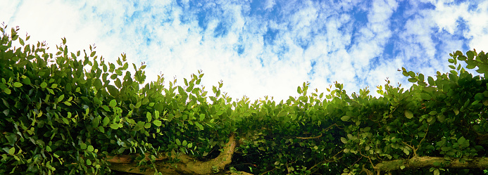 Panorama of blue sky with white clouds and green leaves as background.