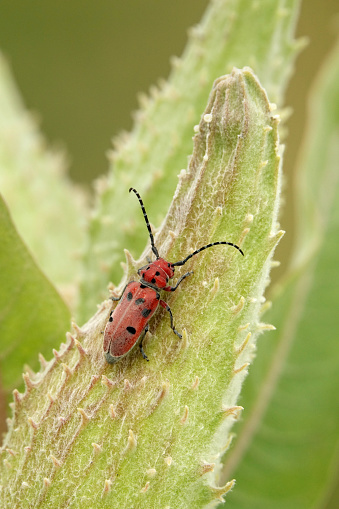 Eating the leaves on a milkweed plant, a red milkweed beetle stands out against the green color in Denver Colorado.