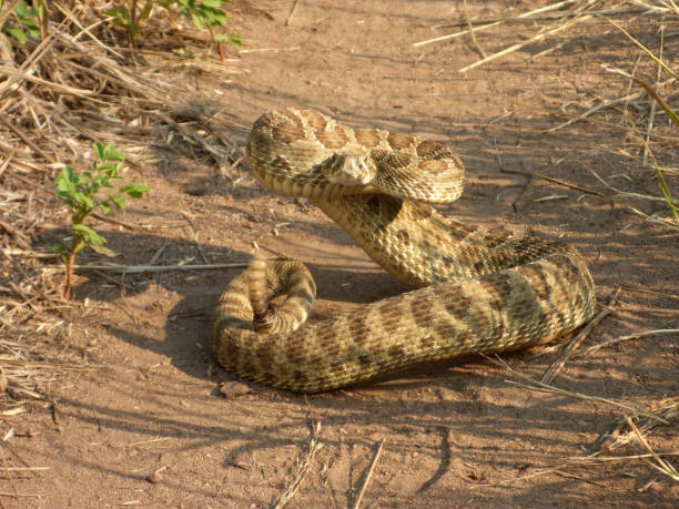 istock Prairie rattlesnake coiled on Red Rocks path Morrison Colorado Rocky Mountains 1265097730