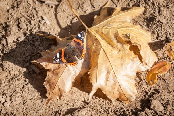 Red admiral butterfly resting on a brown leaf in autumn in a forest of Europe. Also called Vanessa Atalanta, it is a very common butterfly in temperate climates. Picture of a red admiral butterfly in fall in Europe. Vanessa atalanta, the red admiral or, previously, the red admirable, is a well-characterized, medium-sized butterfly with black wings, red bands, and white spots. vanessa atalanta stock pictures, royalty-free photos & images