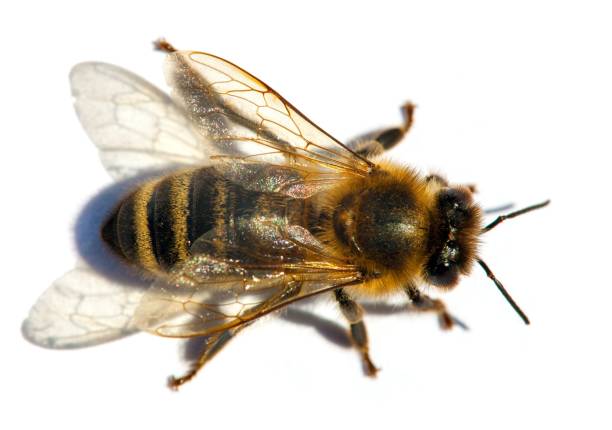istock bee or honeybee in Latin Apis Mellifera 1265101095