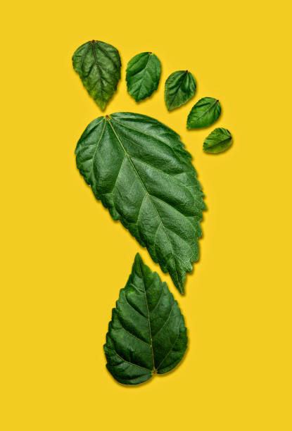 istock Carbon Footprint on Yellow Background 1265101453