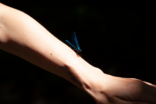 a woman with a colorful butterfly on her arm