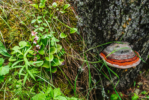 Large red polypore grows on broken tree. Vivid red tinder fungus on tree stump close-up. Fomitopsis pinicola on bark among green grasses in forest. Small bugs on big polypore. Insect on mushroom.