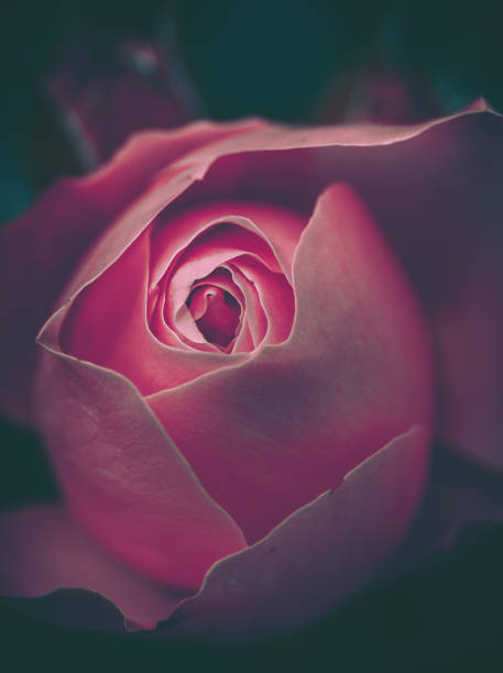 Rose blossom