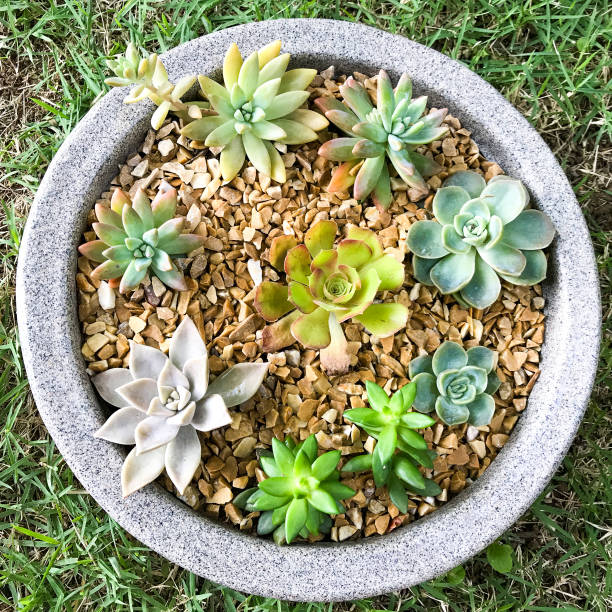istock Beautiful succulent plants. Close up in the garden. 1265105151