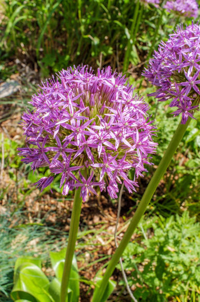 istock Gladiator Ornamental Onion Flowers 1265106446