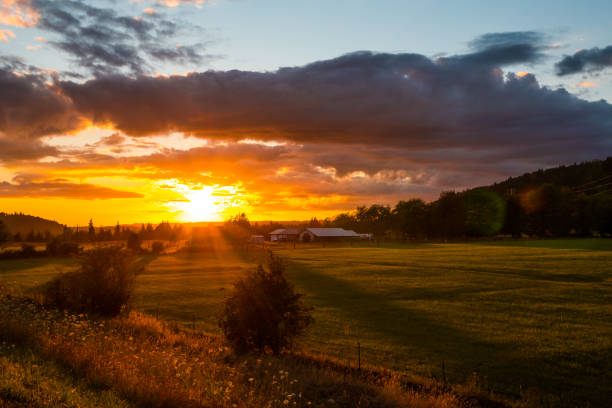 Sunset in wheat field in rural Alberta, Canada