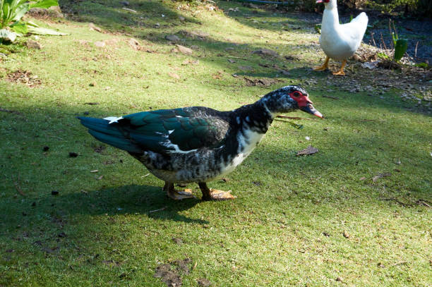 Duck walking in the grass Duck walking in the grass asa animal stock pictures, royalty-free photos & images