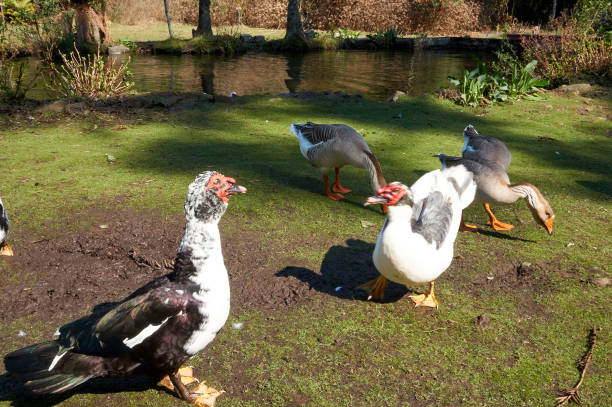 Duck and goose walking in the grass Duck and goose walking in the grass asa animal stock pictures, royalty-free photos & images