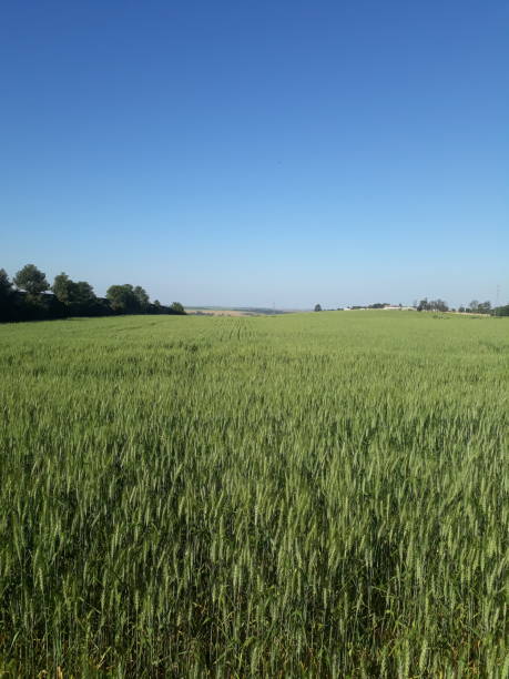 istock Weat plantation in Brazil 1265107564