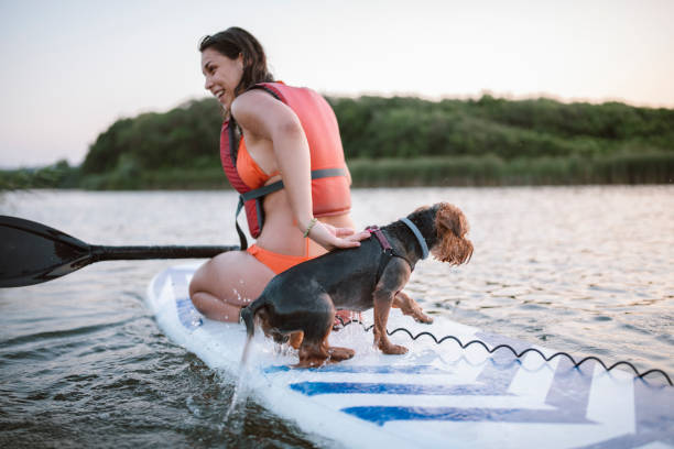 young attractive woman is paddleboarding at the ocean with her dog , good emotions - women paddleboard bikini surfing imagens e fotografias de stock