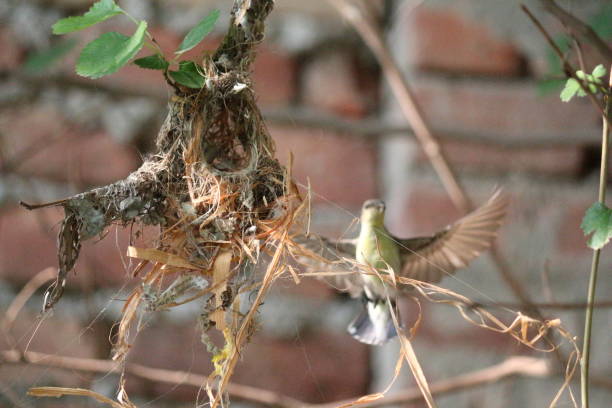 Sunbird Purple Sunbird building its nest birds nest on tree in winter stock pictures, royalty-free photos & images