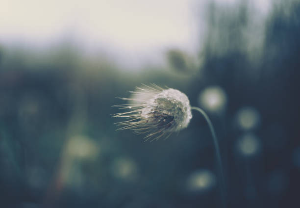 istock Dewy drops on a dandelion; Nature Background 1265109461