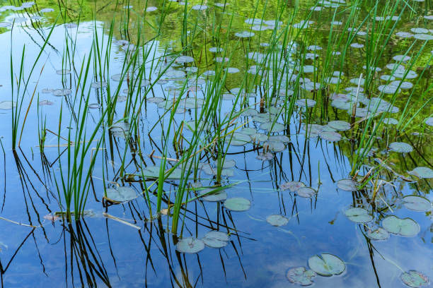 istock Reeds Waterlilies Lake 1265109526