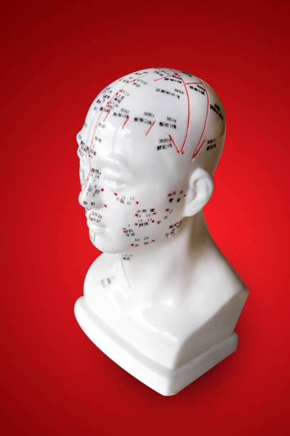 acupuncture points on head figure model acupuncture points on health figure model - traditional Chinese health care acupuncture model stock pictures, royalty-free photos & images