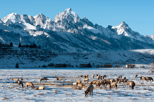Around 8000 Elk (Cervus canadensis) live at the base of these  snow-covered Teton Mountains in the Elk Wildlife Refuge, Jackson Hole, Wyoming, USA