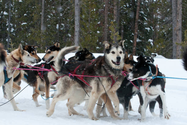 istock Dog sledding in Wyoming 1265114225