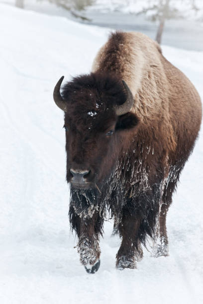 istock Bison with iciciels at Yellowstone 1265114229