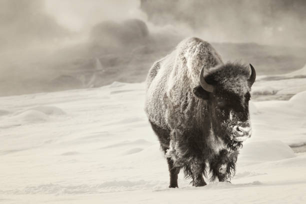 Frosty bison warming up in geyser steam