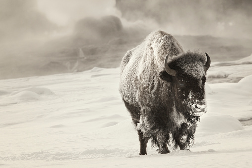 Frosty bison  (American buffalo/ Bison bison) seeks warmth in front of steaming Castle Geyser, Yellowstone National Park, WY, USA
