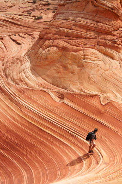 Amazing rock formations at The Wave Man walks through distinctive striated rock patterns at The Wave; Coyote Butte;  Paria Canyon Vermillion Cliffs Wilderness, Kanab, AZ; USA coyote buttes stock pictures, royalty-free photos & images