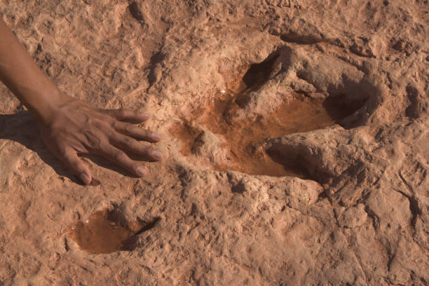 Real dinosaur footprint , Thailand.