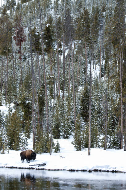 istock Bison on snowy shore, Yellowstone 1265114279