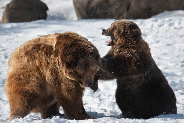 istock Sparring young grizzly bears 1265114285