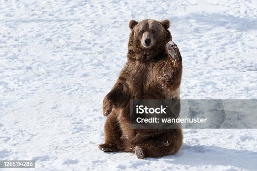 istock Waving grizzly bear 1265114286