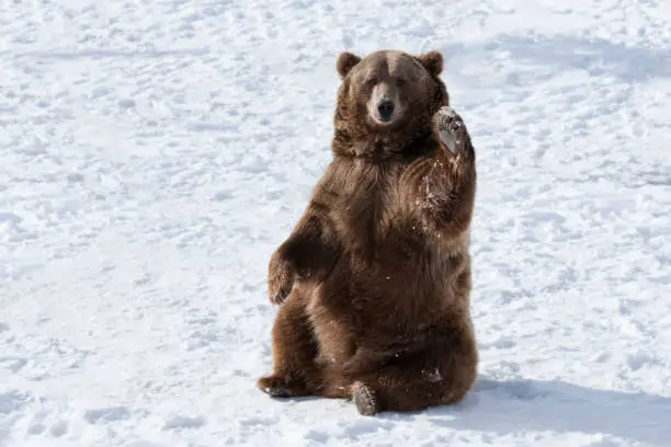 Waving brown bear (Ursus Arctos) sitting in winter snow; Bozeman, Montana, USA