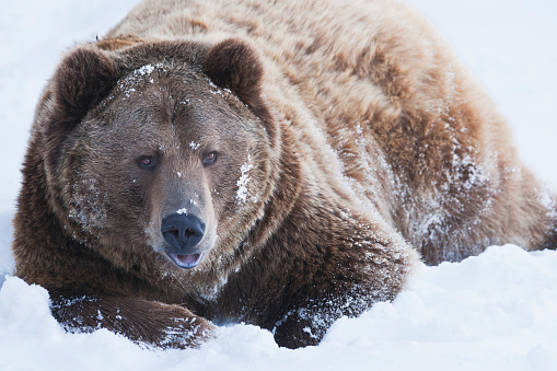 Brown bear (Ursus arctos) lies in snow; Bozeman; MT; USA