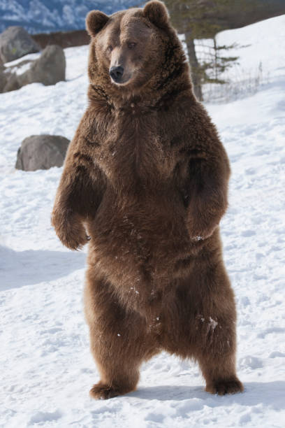 istock Standing grizzly bear in winter 1265114295