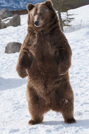 Brown bear (Ursus arctos) stands upright in snow;  Bozeman, MT, USA