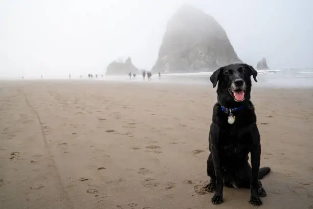 Photo of Black labrador retriever dog poses in front of Haystack Rock on the beach of Cannon Beach, Oregon