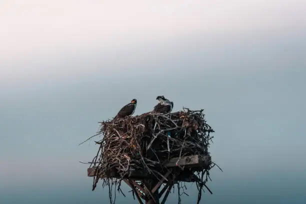 Photo of Two Osprey Nesting on Electric Pole