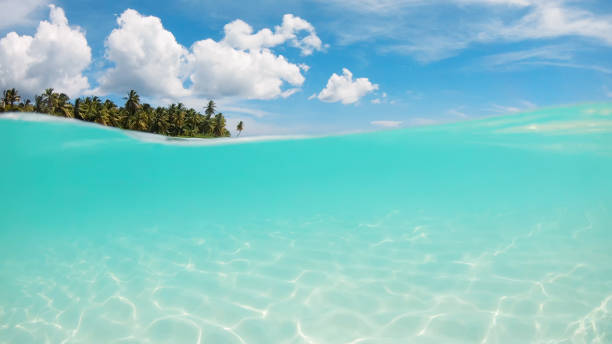 istock Half underwater sea surface with white sand at the bottom and palm trees 1265116068